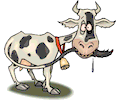 Cow 30