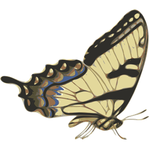 butterfly (papilio turnus) side view