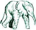 Elephant 20