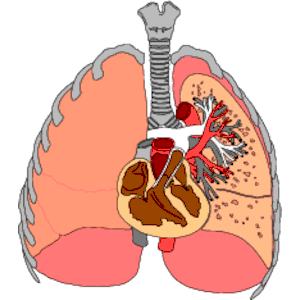 Internal Organs