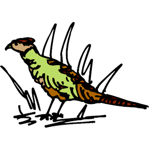 Pheasant 03