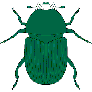 Beetle 05