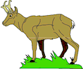 Antelope 004
