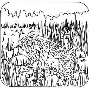 Coloring Book - Toad