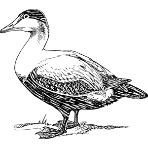 elder duck