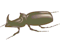 Beetle 10