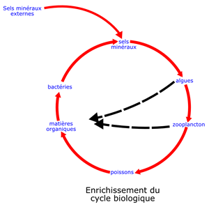 eutrophisation cycle