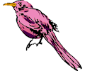 Bird 12