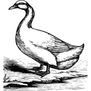 Pekin duck