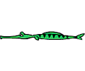 Alligator 02