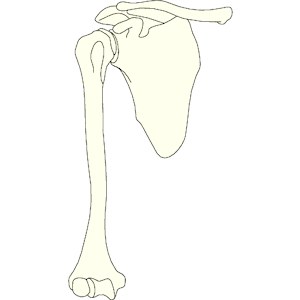 Bones - Shoulder