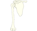 Bones - Shoulder