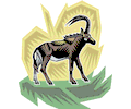 Antelope 009