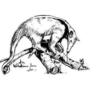 anteater 2