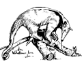 anteater 2