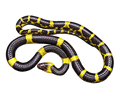 Yellow And Black Snake