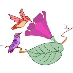 Hummingbirds 1