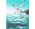 Seagulls 2