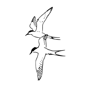 Arctic Tern 1