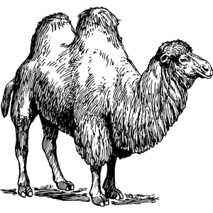 Camel 02
