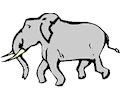 Elephant 19