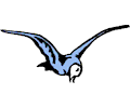 Seagull 06