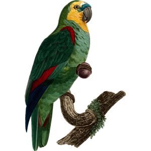 Parrot 19