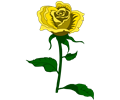 Rose 27 (colour 2)