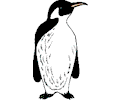 Penguin 26