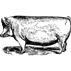 Suffolk pig
