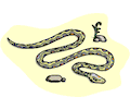 Snake 14