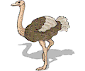 Ostrich 12