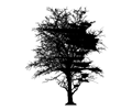 Leafless Barren Tree Silhouette