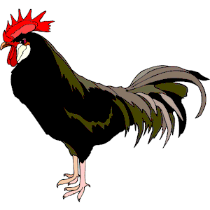 Chicken 15