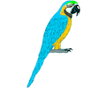 Parrot 07