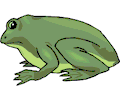 Frog 10
