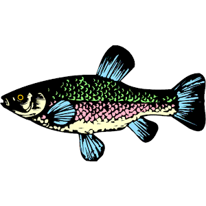 Fish 001