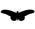 Vintage Butterfly Illustration Silhouette