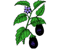 Eggplant-Color