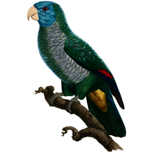 Parrot 62