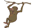 Chimp Swinging