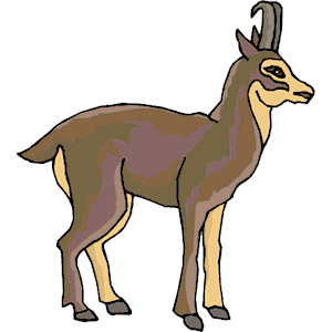 Antelope 16