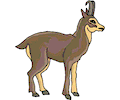 Antelope 16
