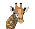 Colored Giraffe