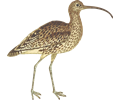 Curlew (isolated)
