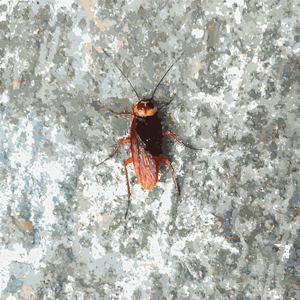 Hong Kong Bug