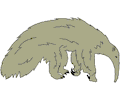 Anteater 1