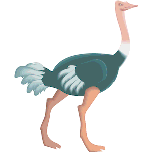 Ostrich 06