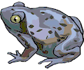 Frog 031
