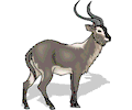 Antelope 32